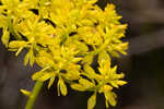 Low pinebarren milkwort